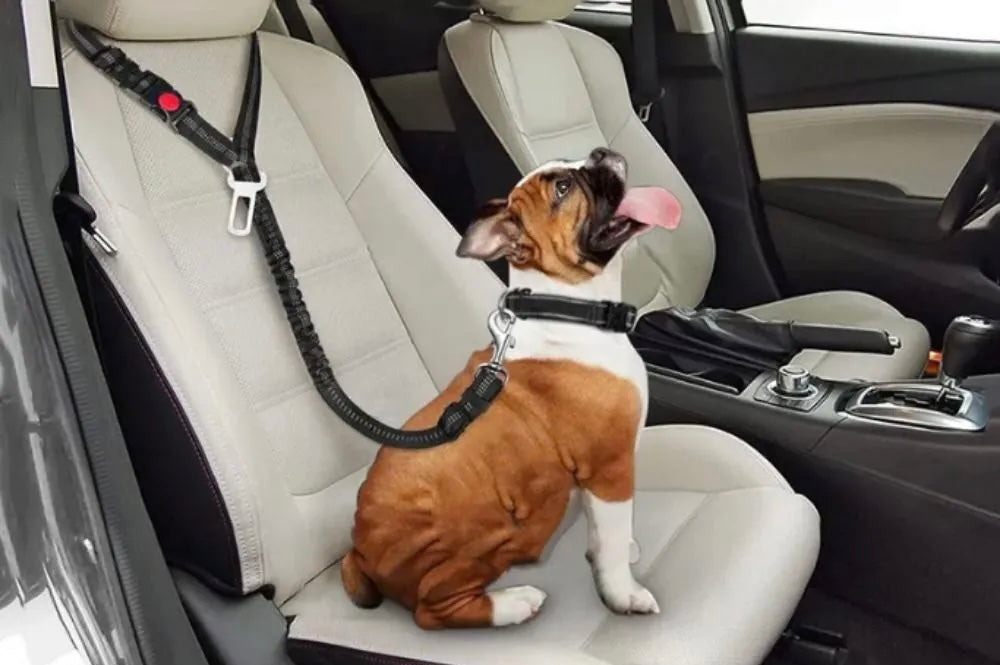 2-In-1 Dog Car Seatbelt & Leash